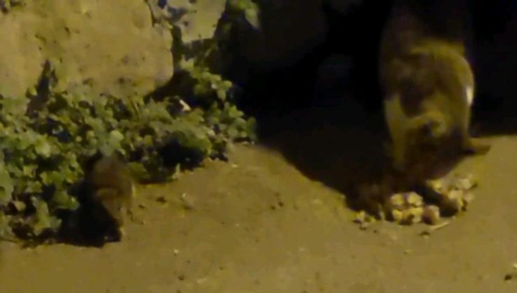 Edirne’de kedi ile farenin kıskandıran dostluğu