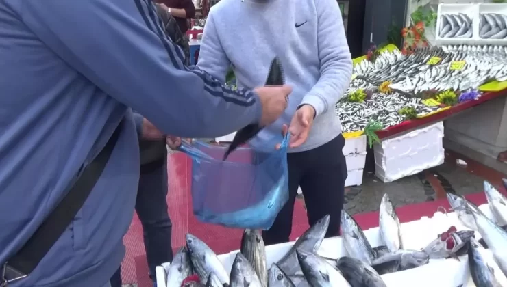 Edirne’de Palamut Fiyatları Yükseldi