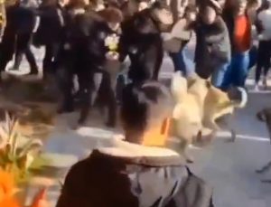 Efes Antik Kenti’ndeki başıboş köpekler, ziyaretçileri zorladı