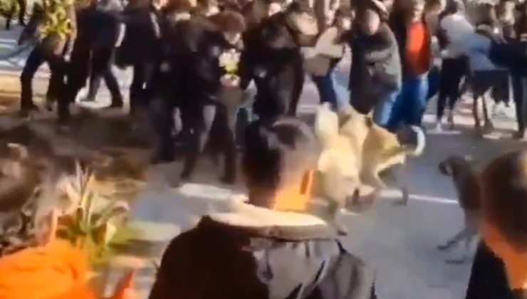 Efes Antik Kenti’ndeki başıboş köpekler, ziyaretçileri zorladı