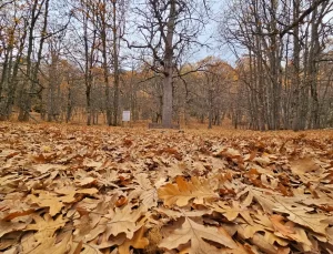 Eğirdir’deki Kasnak Meşesi Ormanı Sonbahar Renkleriyle Göz Kamaştırıyor