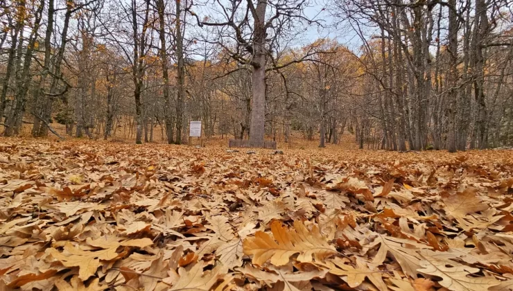 Eğirdir’deki Kasnak Meşesi Ormanı Sonbahar Renkleriyle Göz Kamaştırıyor