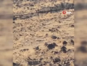 Elazığ’da Aç Kurt Yerleşim Alanına İndi