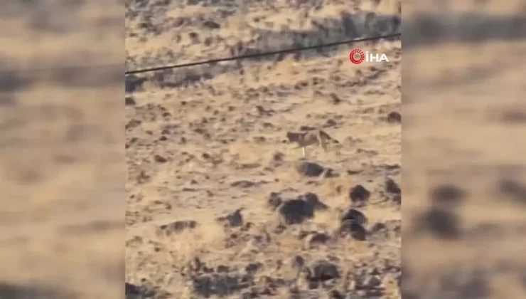 Elazığ’da Aç Kurt Yerleşim Alanına İndi