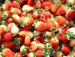 Elazığ’da Çilek Hasadı Devam Ediyor