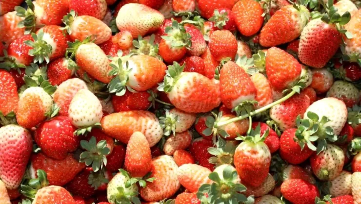 Elazığ’da Çilek Hasadı Devam Ediyor