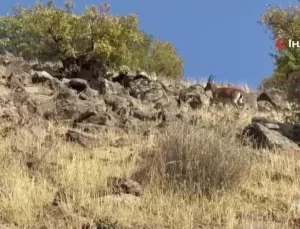 Elazığ’da Dağ Keçileri Görüntülendi