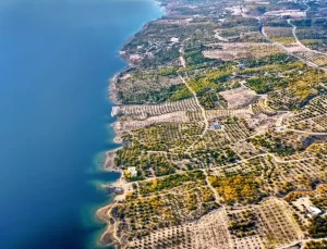 Elazığ’da Sonbahar Kayısı Bahçelerinde Hazırlık