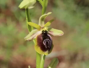 Endemik Bitkilerin Korunması Uyarısı