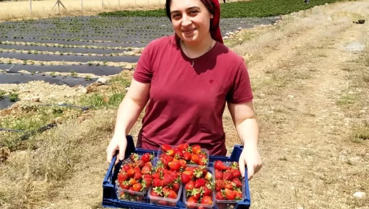 Erzincan, Çilek Üretiminde Merkez Oluyor