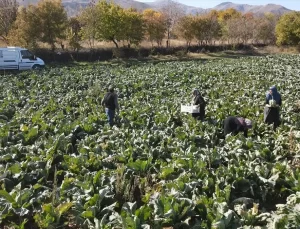 Erzincan Sebze Üretiminde Büyüyor