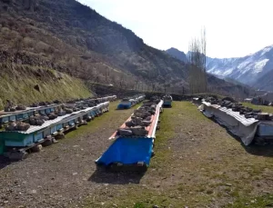 Erzincan’da Arılar Kış Uykusuna Hazırlanıyor