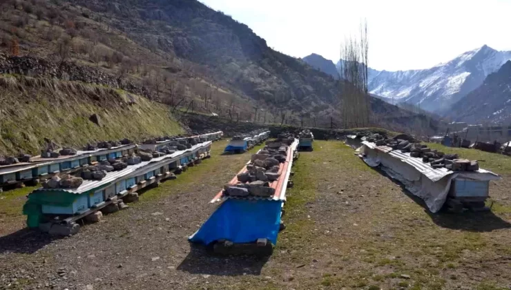 Erzincan’da Arılar Kış Uykusuna Hazırlanıyor