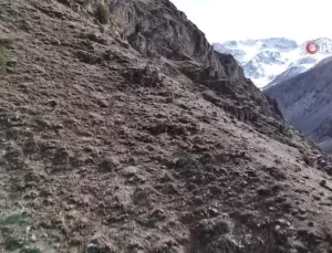Erzincan’da dağ keçileri havadan görüntülendi