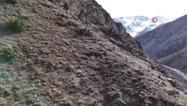 Erzincan’da dağ keçileri havadan görüntülendi