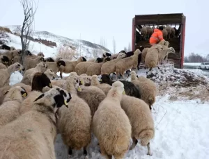 Erzincan’da Erken Yağan Kar Sürüleri Geri Götürdü