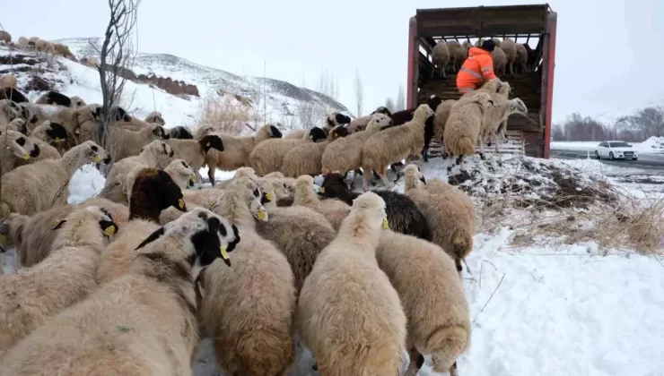 Erzincan’da Erken Yağan Kar Sürüleri Geri Götürdü