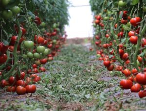 Erzincan’da jeotermal serada domates hasadı