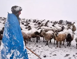 Erzincan’da Kar Felaketi: Koyunlar Merkeze Taşındı