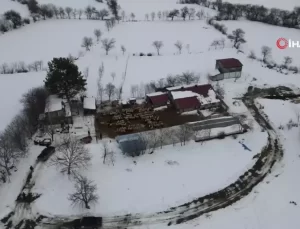 Erzincan’da Koyunlar Kar Nedeniyle Geri Dönüyor
