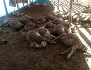 Erzincan’da Kurt Saldırıları Koyunları Telef Etti