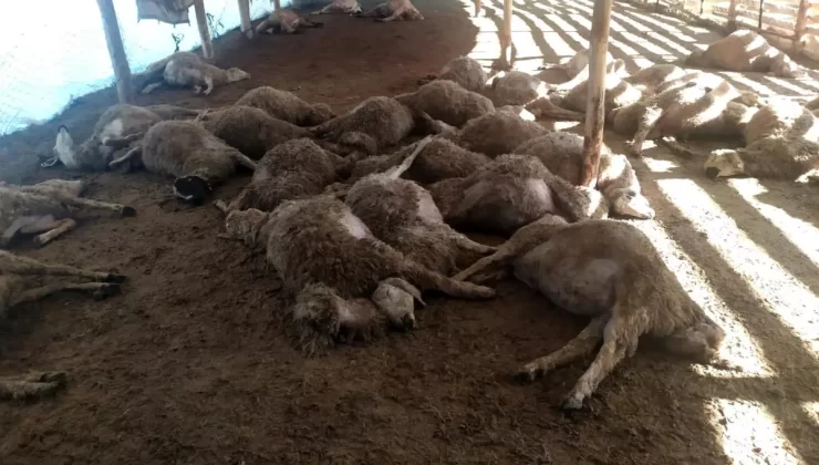 Erzincan’da Kurt Saldırıları Koyunları Telef Etti