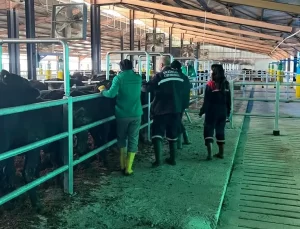 Erzincan’da Şap Aşılaması Uzatıldı