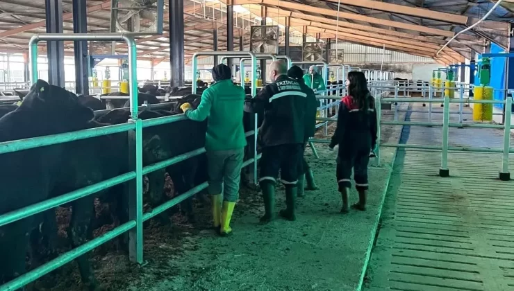 Erzincan’da Şap Aşılaması Uzatıldı