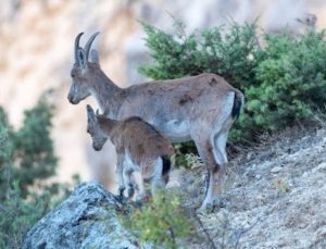 Erzincan’da yaban keçileri görüntülendi