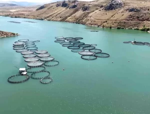 Erzincan’dan Elazığ’a Balık Sevkiyatı Başladı