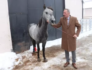 Erzurum’da Dondurulmuş At İfadesi Yanlış, Kırığı Var