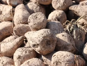 Erzurum’da Şeker Pancarında Ekim Alanı Artıyor