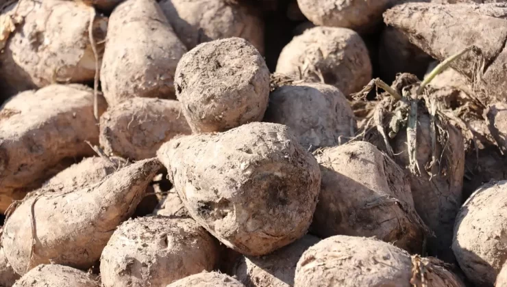 Erzurum’da Şeker Pancarında Ekim Alanı Artıyor