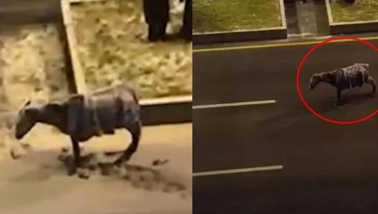 Erzurum’da “soğuktan donan at” iddiasında gerçek ortaya çıktı