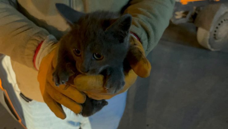 Erzurum’dan bindi gözünü Çankırı’da açtı: Kedinin 850 kilometrelik yolculuğu