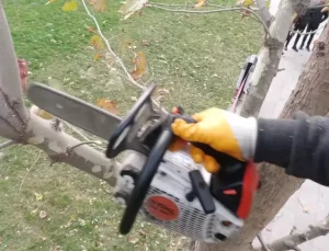 Esenyurt’ta Ağaç Budama Çalışmaları Başladı