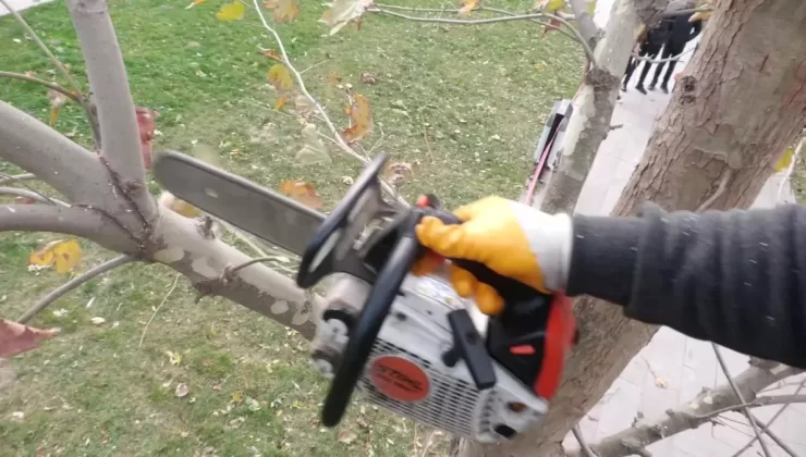 Esenyurt’ta Ağaç Budama Çalışmaları Başladı