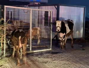 Esenyurt’ta Ahır Yangını: Çok Sayıda Hayvan Telef Oldu