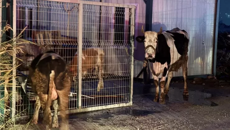Esenyurt’ta Ahır Yangını: Çok Sayıda Hayvan Telef Oldu