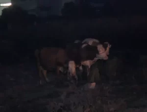 Esenyurt’ta Kurbanlık Hayvanlar Yanarak Telef Oldu