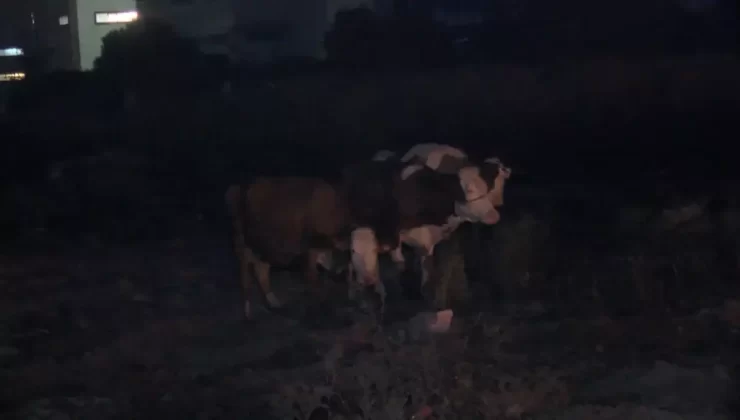 Esenyurt’ta Kurbanlık Hayvanlar Yanarak Telef Oldu