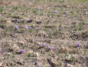 Eskişehir’de İlk Safran Üretimi Başarıyla Gerçekleşti