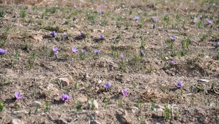 Eskişehir’de İlk Safran Üretimi Başarıyla Gerçekleşti