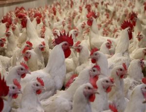 Eskişehir’de kuş gribi alarmı: 200 kanatlı hayvan itlaf edildi