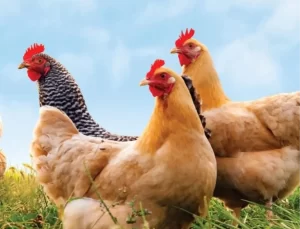 Eskişehir’de Kuş Gribi Tehdidi