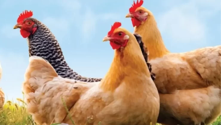 Eskişehir’de Kuş Gribi Tehdidi