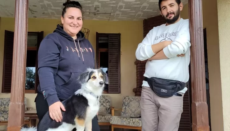 Evde Köpek Eğitimi ile Başarı