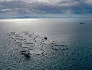 FAO, Türkiye’ye balıkçılık alanında 4’üncü kez ‘Tam Uyum Ödülü’ verdi