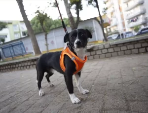 Felçli Dobby Yürümeye Başladı