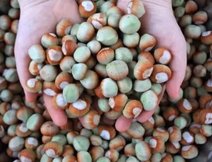 Fındık İhracatında Rekor Artış